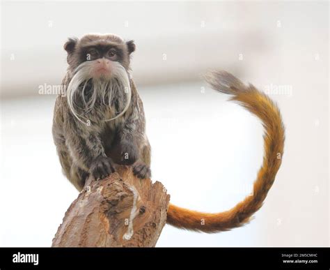 Bearded Emperor Tamarin Monkey (Saguinus imperator subgrisecens) at the ...