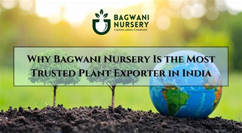 Why Bagwani Nursery Is the Most Trusted Plant Exporter in India