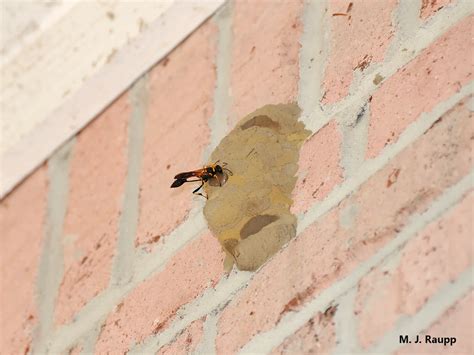 How Do You Stop Dirt Daubers From Building Nests at Oliver Silas blog