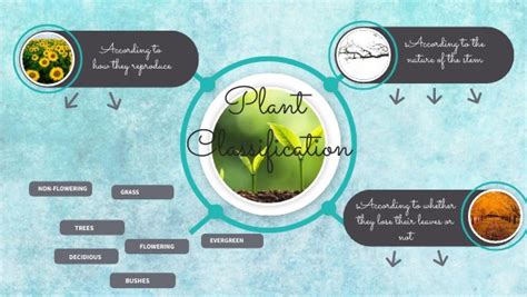 Plant Classifications Explained 的图像结果