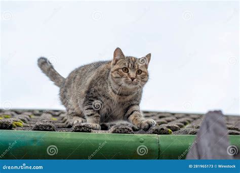 Grey Tabby Cat Atop a Rooftop, Gazing Up into the Sky Stock Image ...
