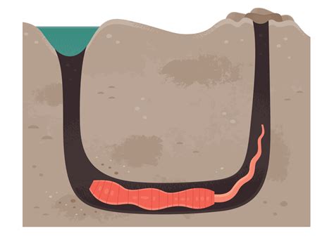 Image result for Microhabitat Examples