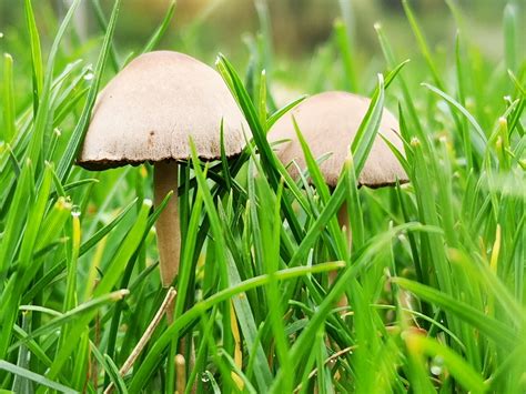 How to Get Rid of Lawn Mushrooms - Gecko Green