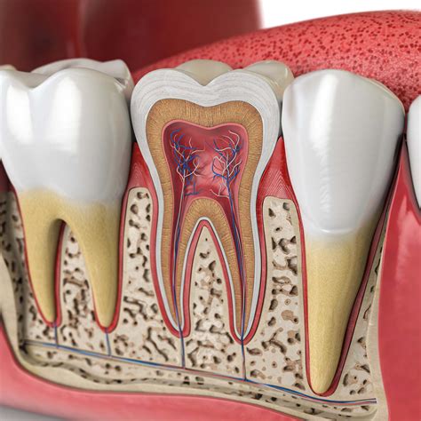 Root Canals! Do They Hurt? No, Find Out Why!