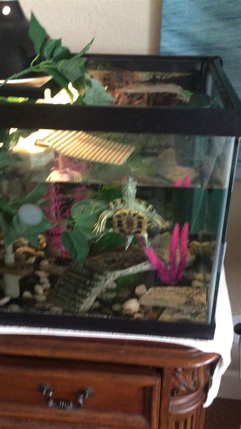 Image result for Turtle Fish Tank