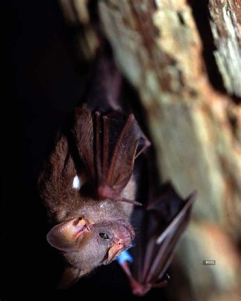 These mystifying pictures of unusual and rare creatures will give you ...