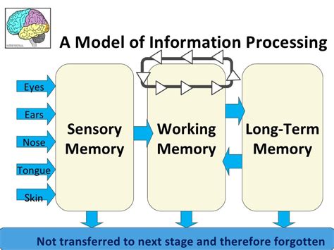 Image result for Sensory Memory Example