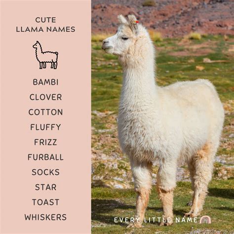 220+ Best Llama Names (Adorable, Funny, and Cool) - Every Little Name
