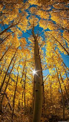 Fall Iphone Wallpaper Hd by Fall Iphone Wallpaper Hd Supportive Guru Fall Iphone Wallpaper Hd