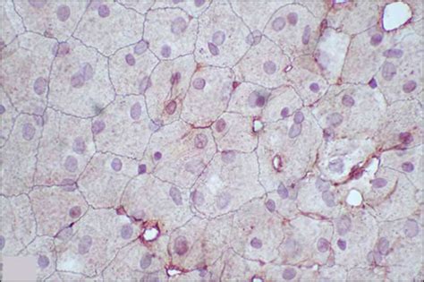 Identifying Tissue Types 的图像结果