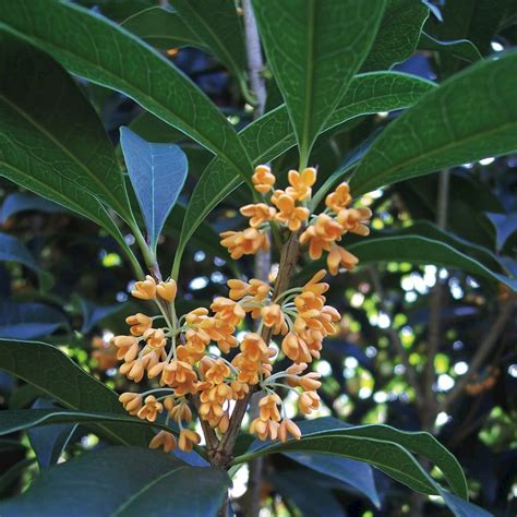 What Does Osmanthus Flower Smell Like at Fernando Ward blog