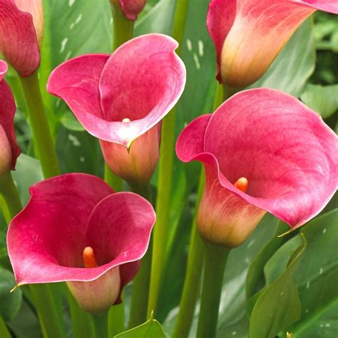 Buy calla lily bulb Zantedeschia 'Captain Romance (PBR) (Captain Series ...