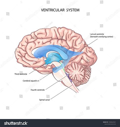 58 Cerebral aqueduct Images, Stock Photos & Vectors | Shutterstock