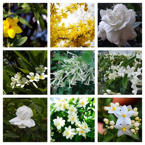 15 Types of Jasmine Flowers | How to grow Jasmine flowers