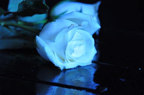 Light Blue Roses Wallpapers - Wallpaper Cave