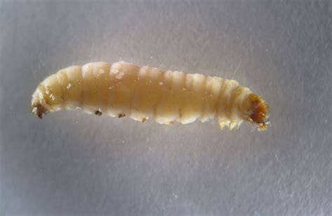 Aquatic Insects of Central Virginia: The "Other" Diptera (True Fly ...