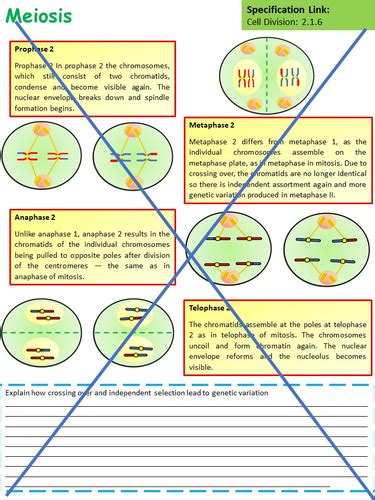 Free Lesson Biology Cell Divison 的图像结果