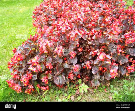 Begonia x semperflorens-cultorum. Wax begonias are a very popular ...