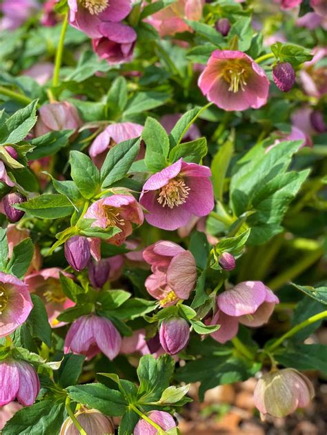 5 Reasons You Should Plant Lenten Rose - Stacy Ling