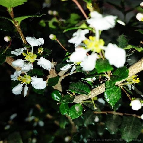 Malpighia - Malpighia - Malpighia - Vines | Della Nursery
