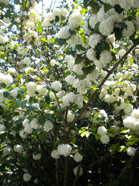 Rosemary's Sampler: Viburnum - Snow Ball Bush