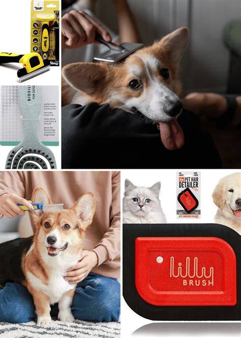 Best Brush for Short Hair Dogs