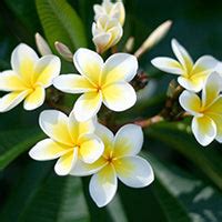 Buy DermaSAGE Phyto Ceramide Barrier Protect Gel Crème|Lotus Professional