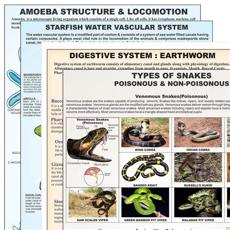 Reptilia Charts, Varanus Skeleton