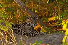 Jaguar Diet by Jaguar Facts For Jaguar Diet Behavior Habitat Jaguar Diet
