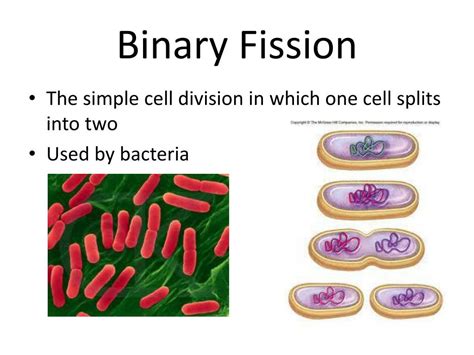Image result for Binary Fission Examples