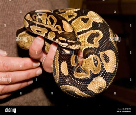 Image result for Aggressive Royal Python
