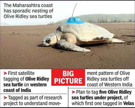 Maharashtra: In a first, Olive Ridley turtle satellite tagged | Nagpur ...