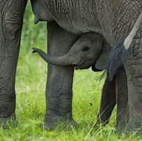 Image result for Elephant Black and White