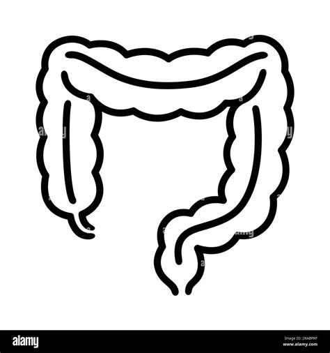 Large Intestine Drawing Definition Of Gastrointestinal Tract NCI
