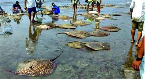 Hundreds Of Stingrays & Other Marine Life Dying Along India's West Coast