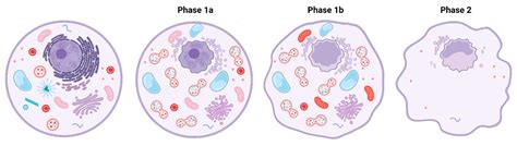 Cardiac Glycosides as Autophagy Modulators