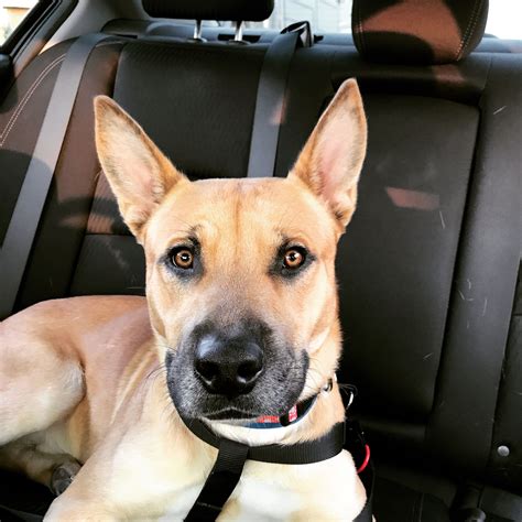 German Shepherd Pitbull Terrier mix | Pitbull terrier, Pitbull mix ...
