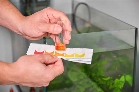 7 Effective Ways to Quickly Reduce Nitrates in a Fish Tank - A-Z Animals
