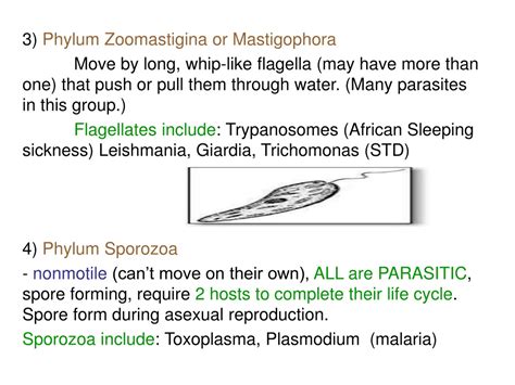 PPT - Exploring Protists: Features, Anatomy, and Diseases PowerPoint Presentation - ID:9161397