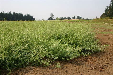 Silver Falls Seed Company - Clover - Spanish