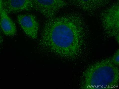 GPSM1 antibody (CL488-68233) | Proteintech