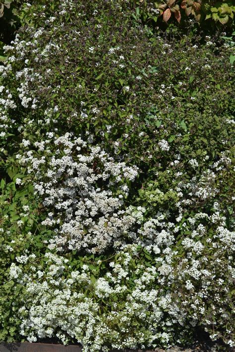 Eupatorium rugosum 'Chocolate' - Snakeroot | Myriad Botanical Gardens ...