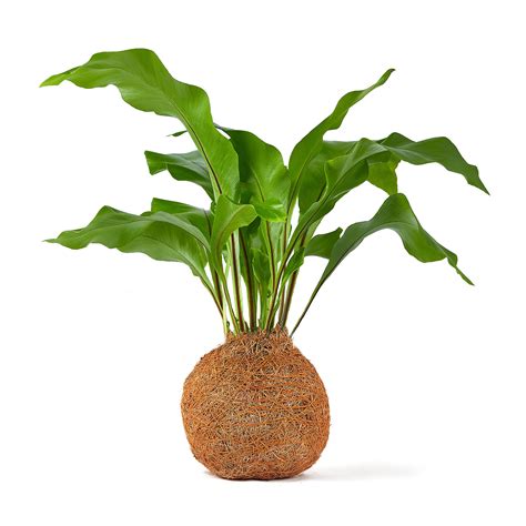 Buy Tranquil sBonsai Tree Indoor | Coco Fibre Ball Indoor Bonsai Tree ...