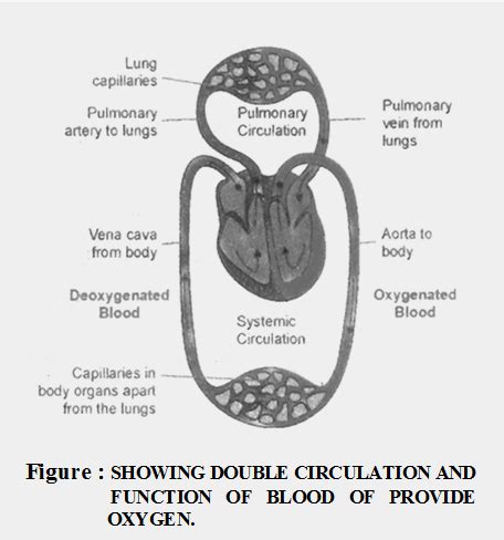 Image result for Explain Double Circulation in Simple From