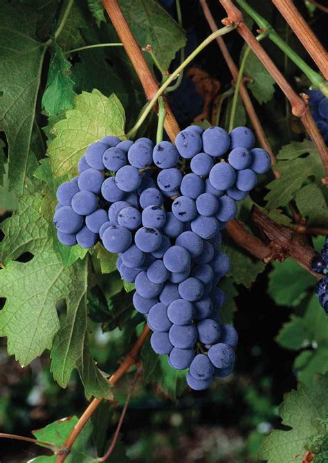 Genetics of a Grape; Cabernet Franc - Exploring the Wine Glass