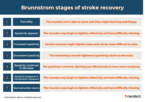 Understanding the Brunnstrom Stages of Stroke Recovery