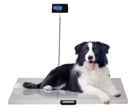 10 Best Pet Scales for Dogs in 2026: Reviews & Top Picks – Dogster