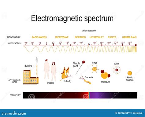 Electromagnetic Spectrum Diagram Vector Illustration | CartoonDealer.com #95762620