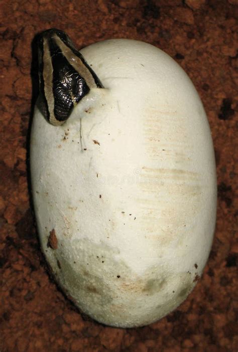 Image result for Burmese Python Hatching