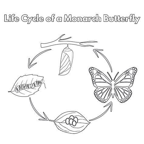 Life Cycle Of Monarch Butterfly Coloring Page | Coloring Pages Mimi Panda